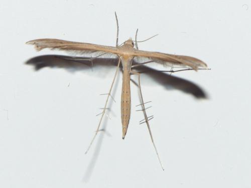 Stenoptilia sp.